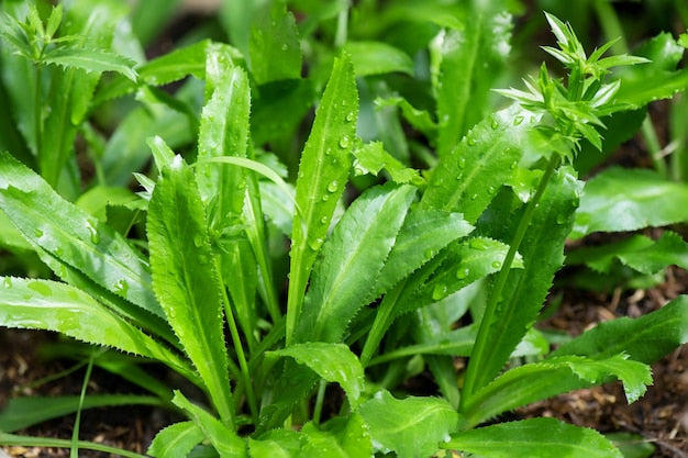 African Malli Coriander ( Eryngium foetidum ) Medicinal Plant