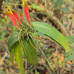 Vishapacha ( Clinacanthus nutans ) Medicinal Plant