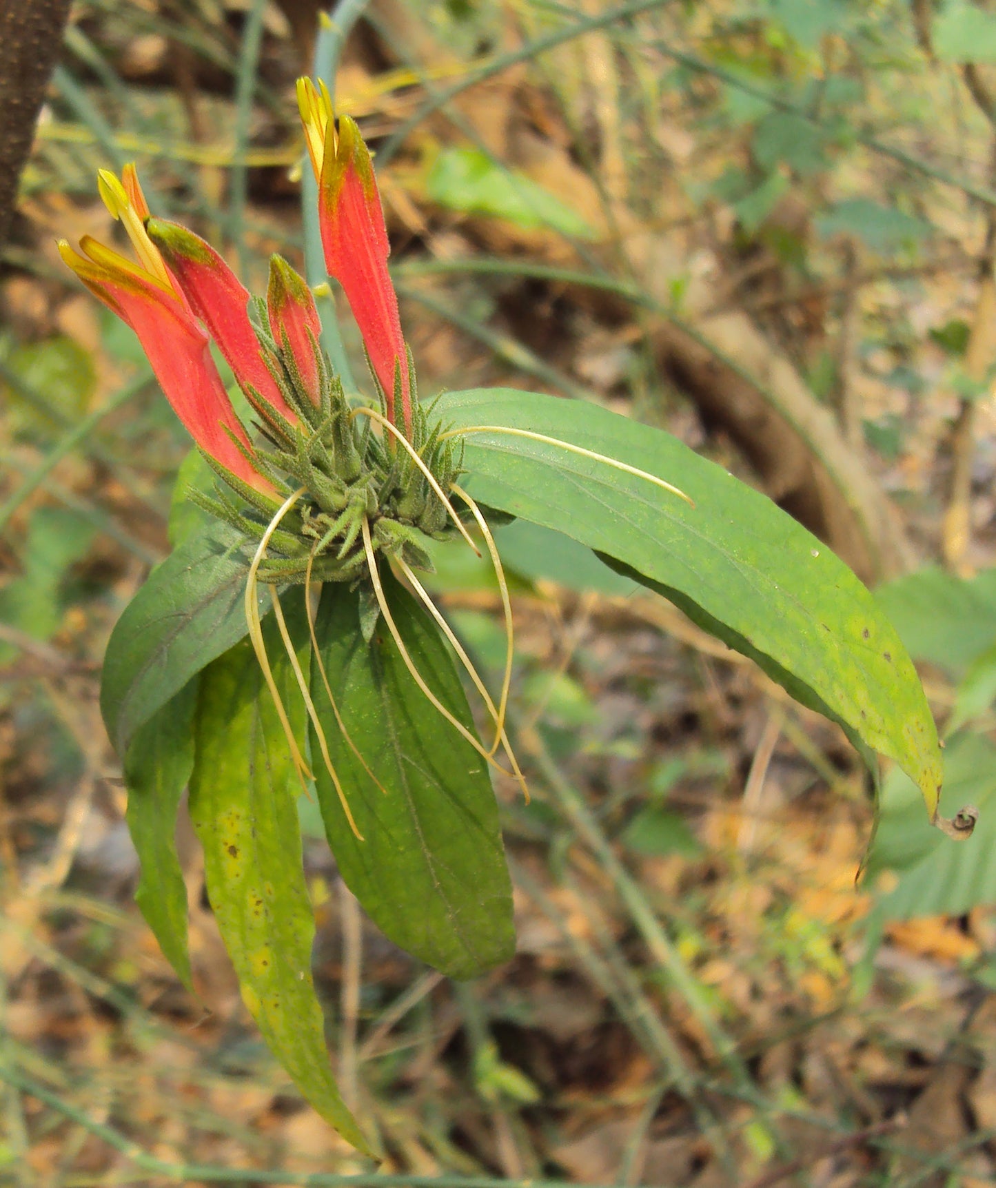 Vishapacha ( Clinacanthus nutans ) Medicinal Plant