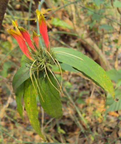 Vishapacha ( Clinacanthus nutans ) Medicinal Plant