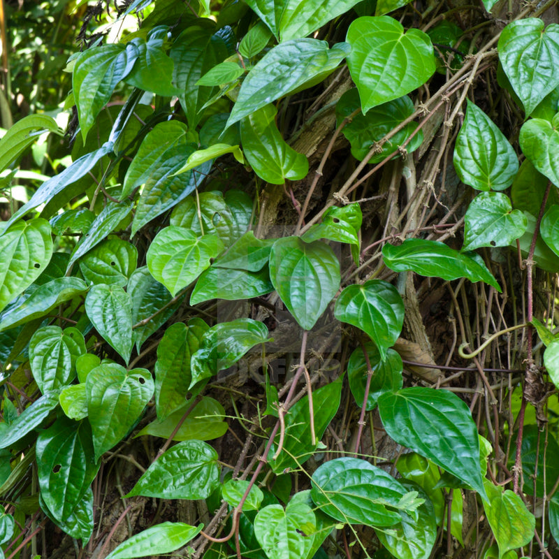 Vetta ( Piper betel ) Medicinal Plant