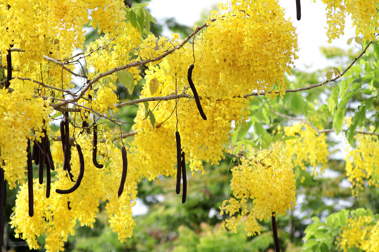Golden Shower - Cassia fistula Tree Plant