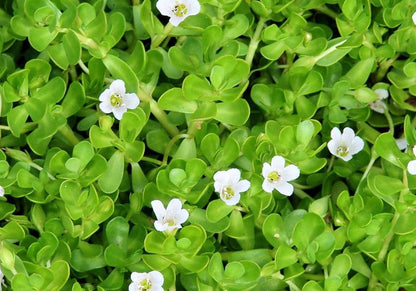 Brahmi ( Bacopa monnieri ) Medicinal Plant