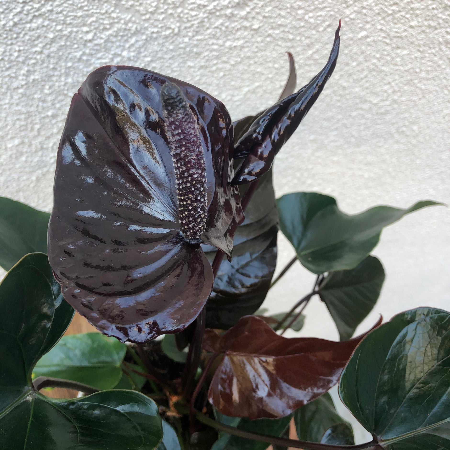 Anthurium Flower Black Flower Plant MTech Gardens