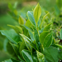 Tea Plant