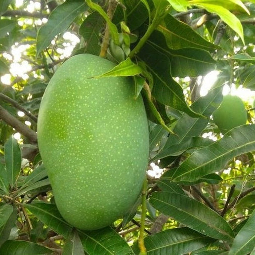 Mango - Imam Pasand - Fruit Plant