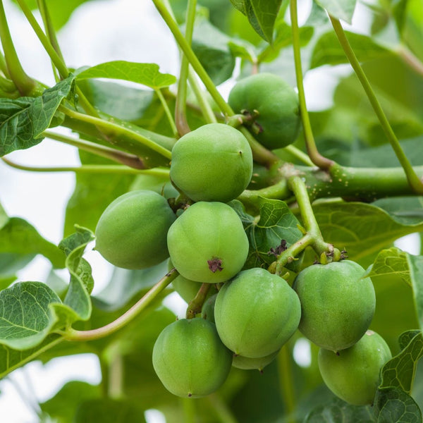 Kadalaavanakku ( Jatropha curcus ) Medicinal Plant
