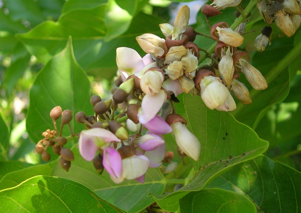 Ungu ( Pongamia Pinnata ) Medicinal Plant