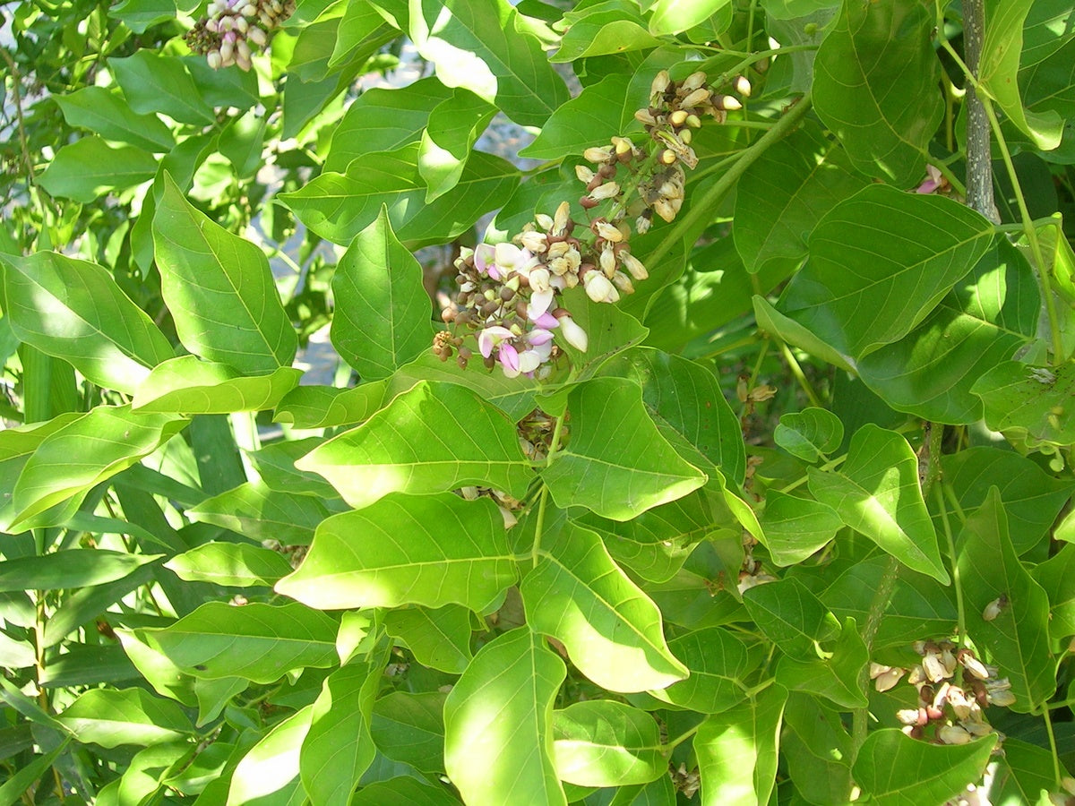 Ungu ( Pongamia Pinnata ) Medicinal Plant