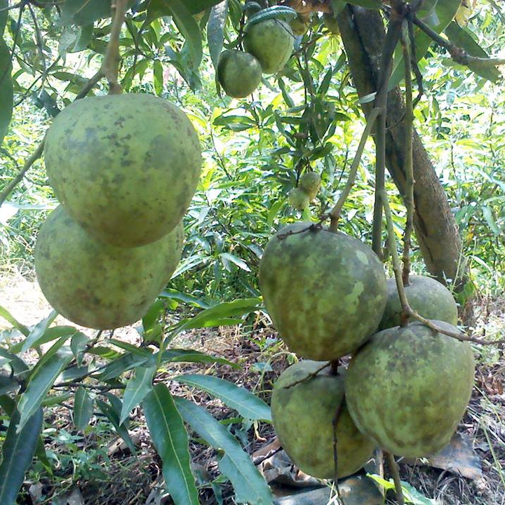 Mango - Kossery - Fruit Plant
