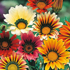 Gazania 