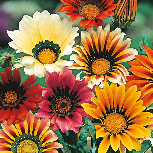 Gazania 