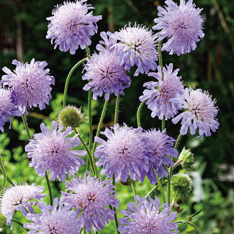 Scabiosa " Field Wildflower " Exotic 30 Flower Seeds