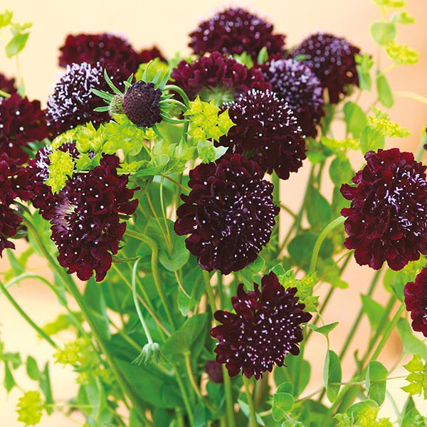 Scabiosa " Black Knight " Exotic 30 Flower Seeds