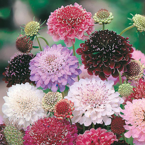 Scabiosa " Double Mixed " Exotic 30 Flower Seeds
