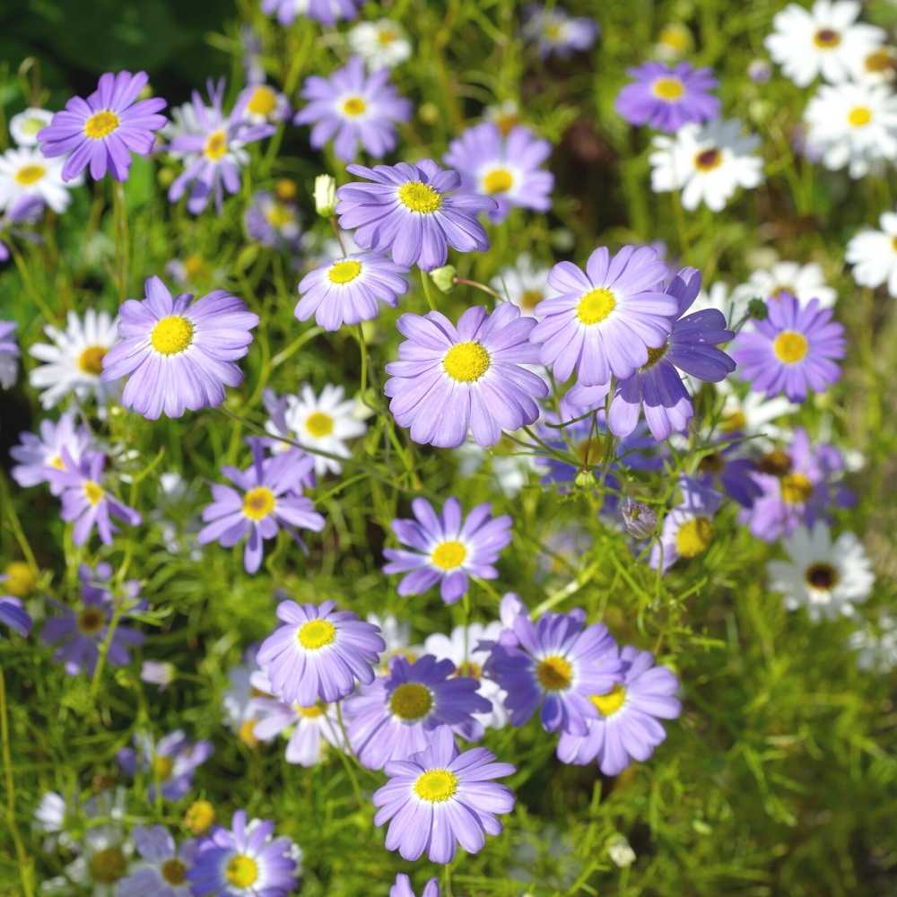 Brachycome " Lavender " Exotic 30 Flower Seeds
