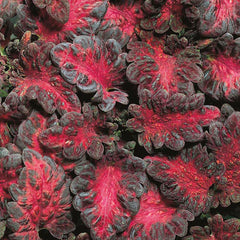 Coleus 