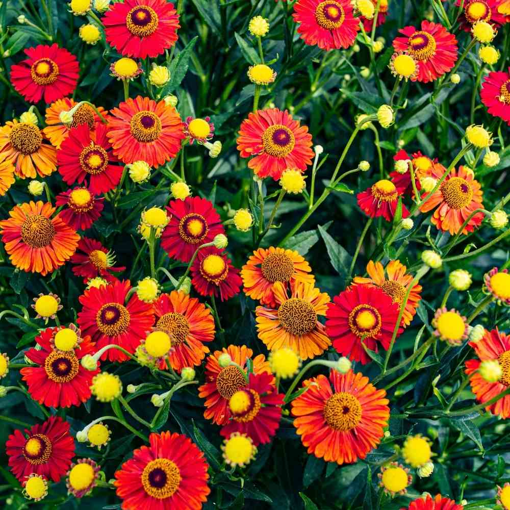 Gaillardia " Mixed Hybird " Exotic 20 Flower Seeds