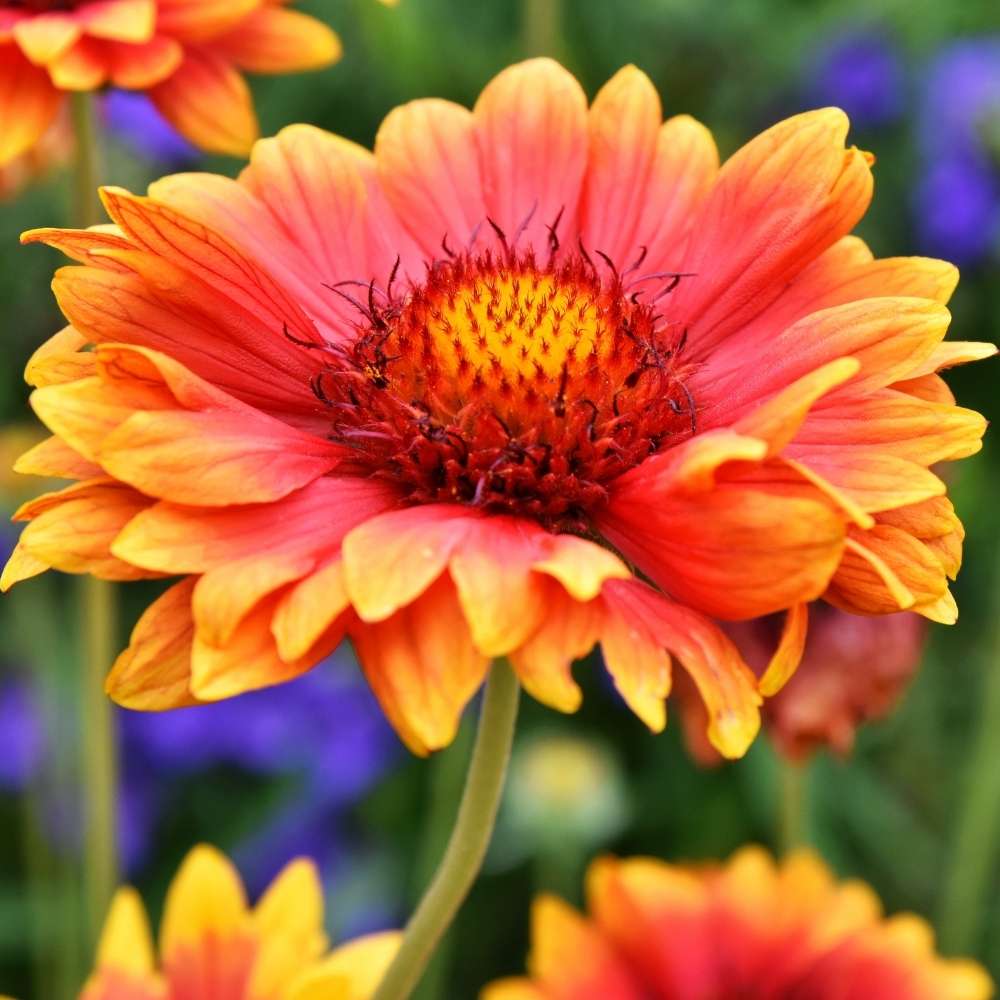 Gaillardia " Red Flame " Exotic 20 Flower Seeds