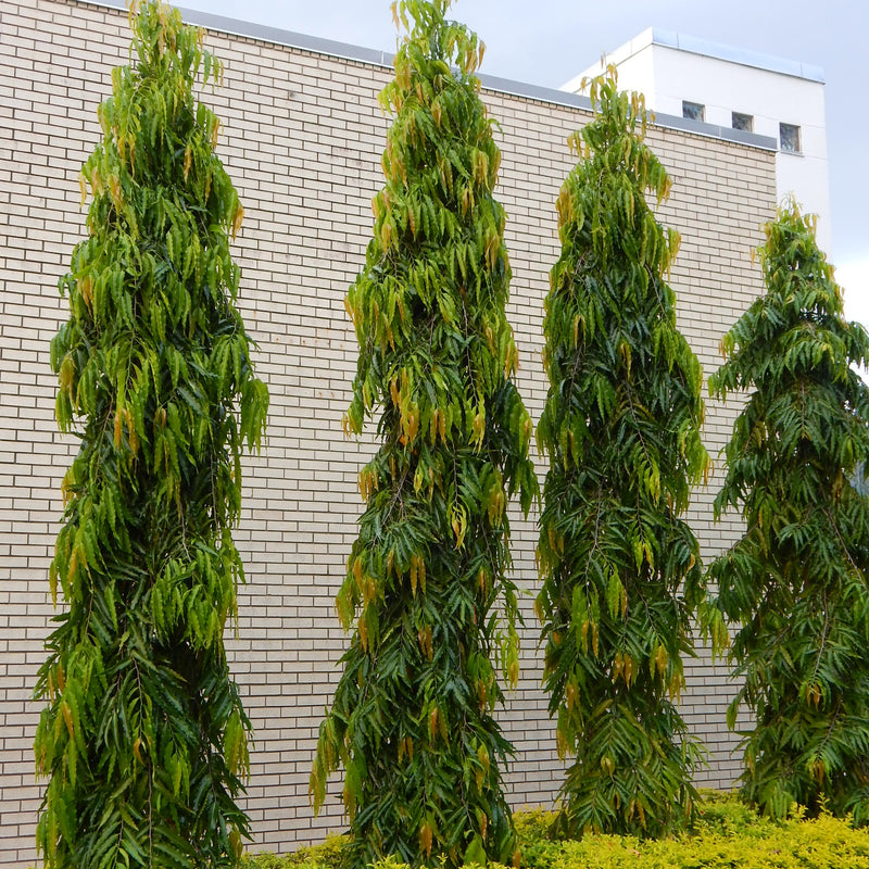 Ashoka Tree ( Polyalthia longifolia ) Medicinal Plant