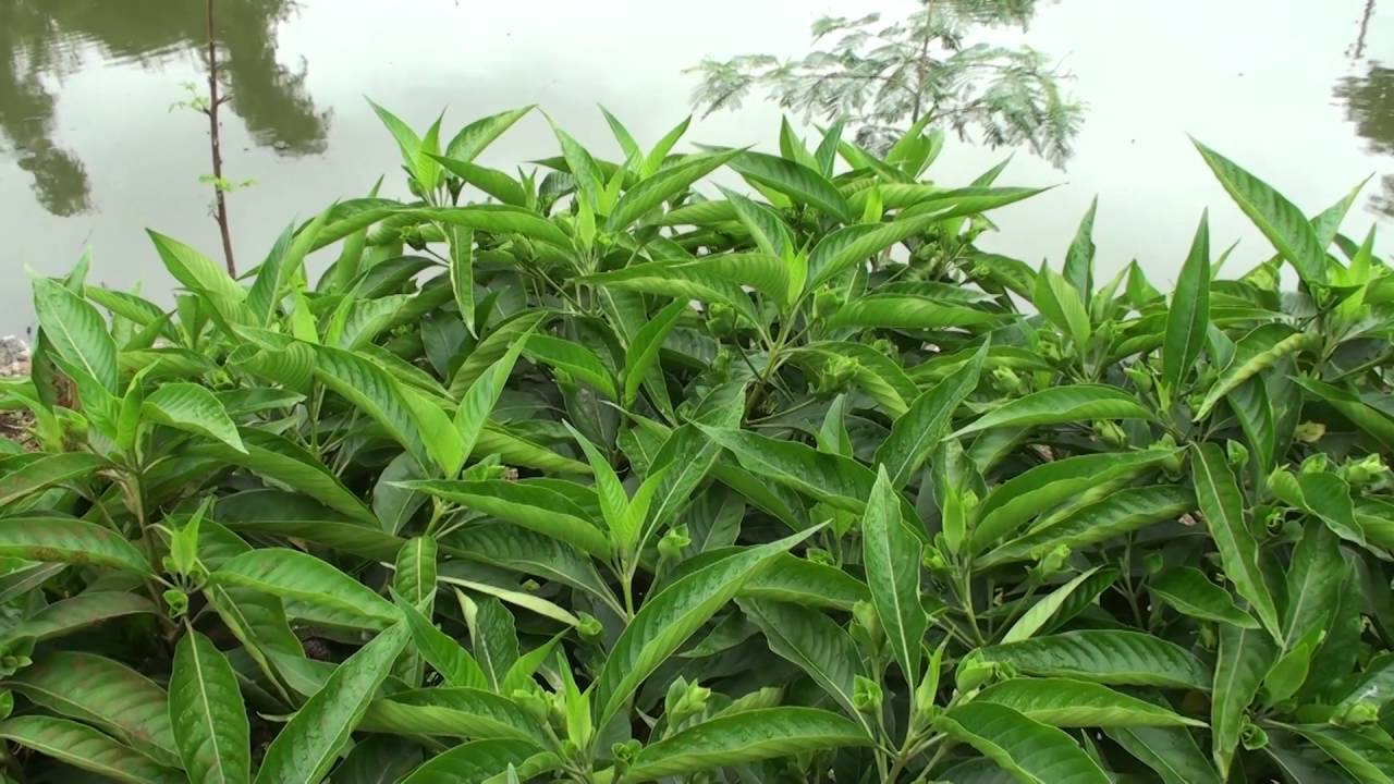 Adalodakam ( Justicia adhatoda ) Medicinal Plant