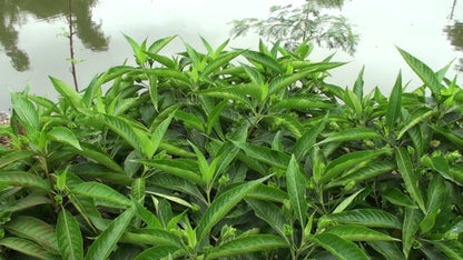 Adalodakam ( Justicia adhatoda ) Medicinal Plant