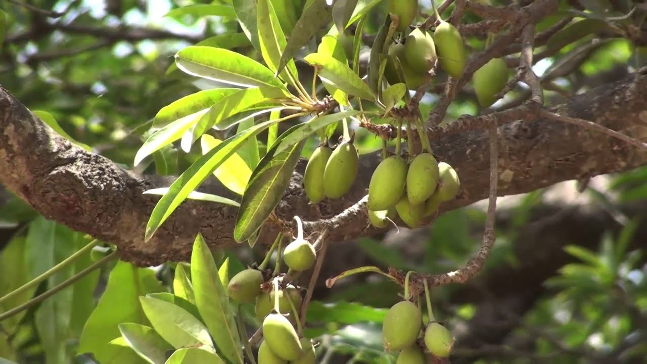 Eluppa ( Madhuca longifolia ) Medicinal Plant