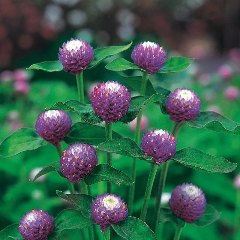 Gomphrena " Atomic Purple " Exotic 20 Flower Seeds