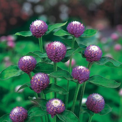 Gomphrena " Atomic Purple " Exotic 20 Flower Seeds