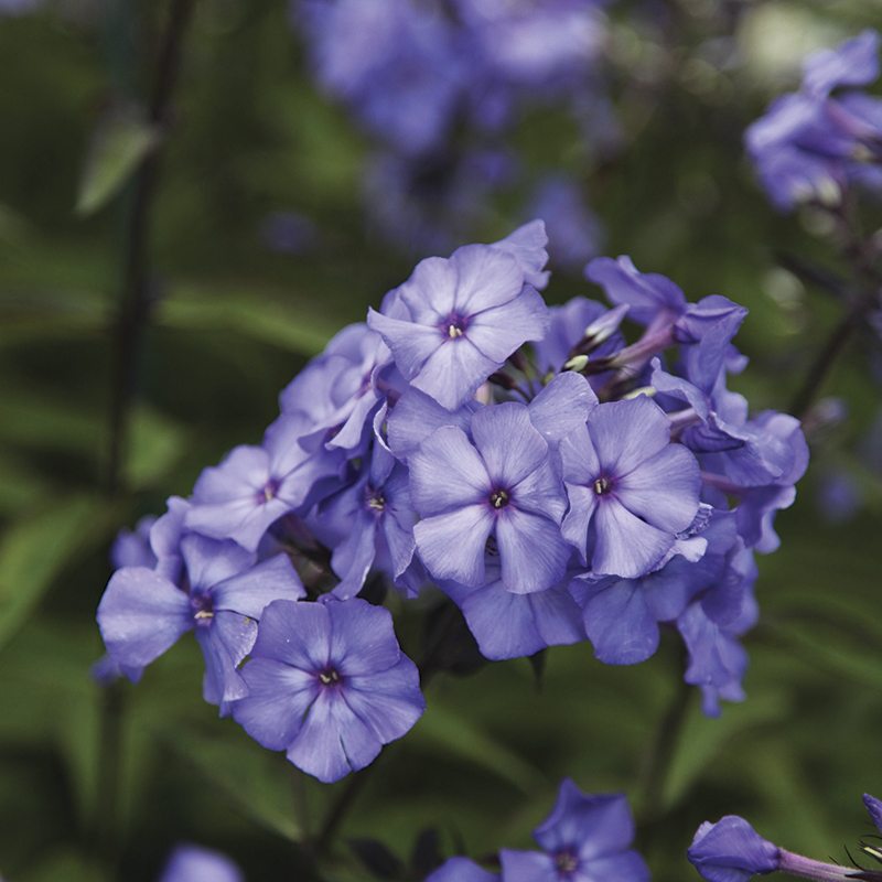 Phlox " Blue Paradise " Exotic 50 Flower Seeds