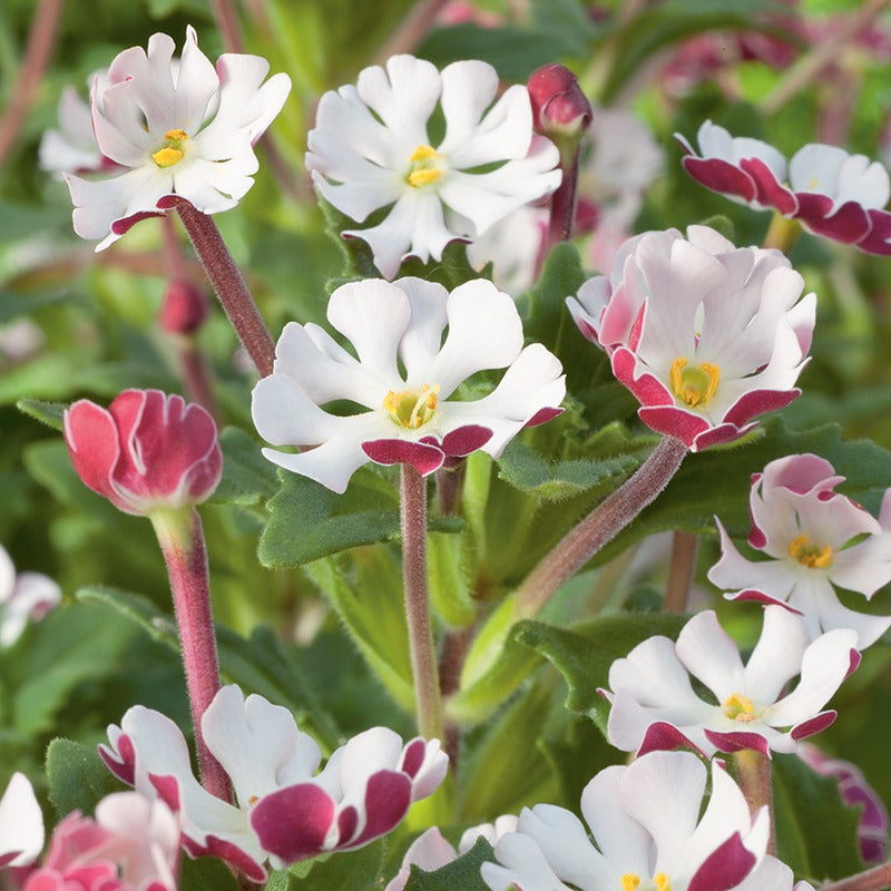 Phlox " Zaluzianskya ovata " Exotic 50 Flower Seeds