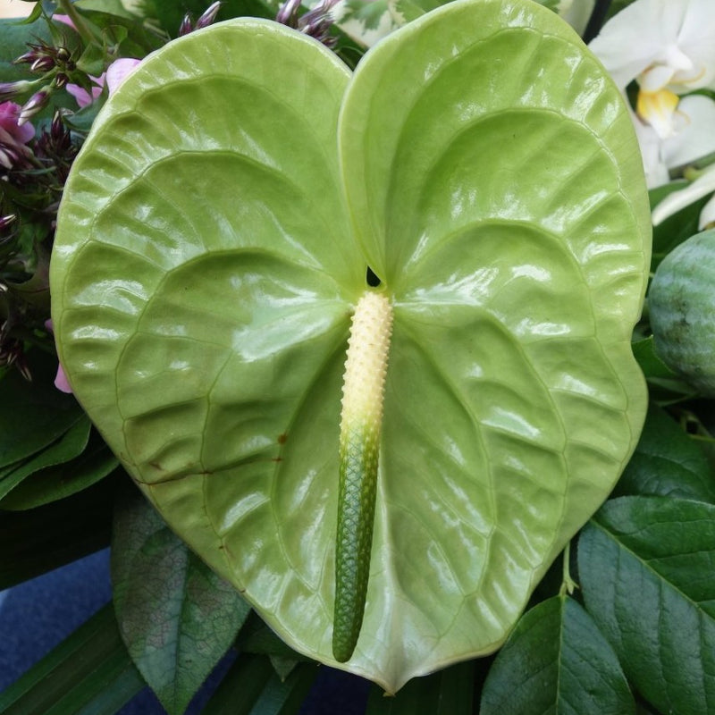 Anthurium Flower - Green - Flower Plant