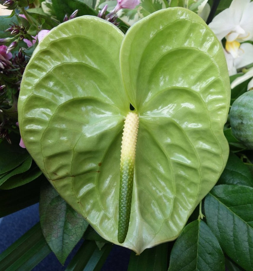 Anthurium Flower - Green - Flower Plant