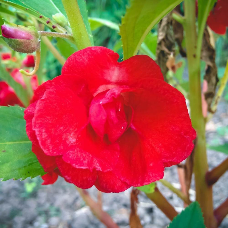 Balsam 