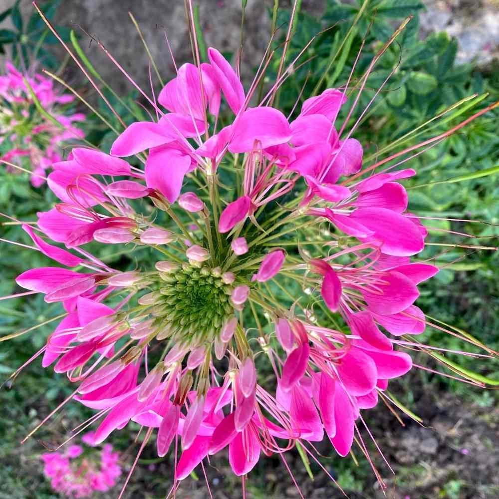 Cleome " Spinosa Mix " Exotic 30 Flower Seeds