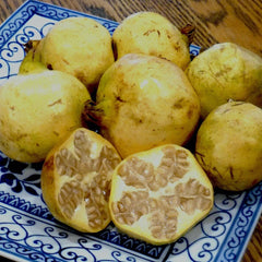 Pomegranate 