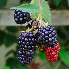 Blackberry 