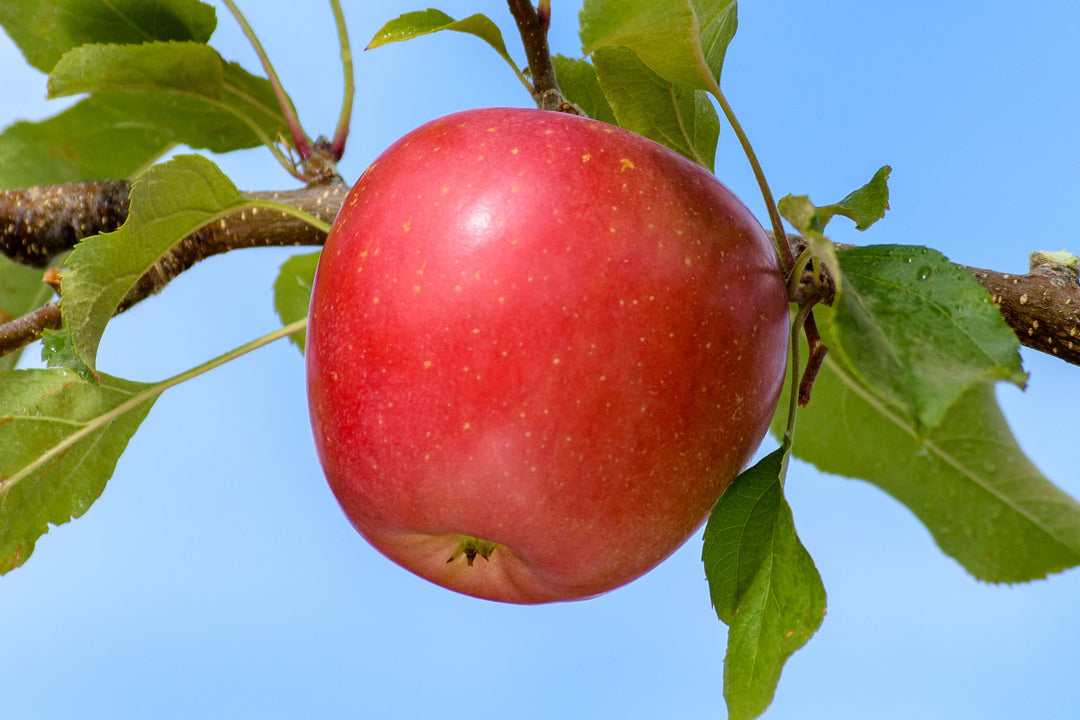 Apple " Early Fuji " Exotic 10 Fruit Seeds – M-Tech Gardens Apple " Early Fuji " Exotic 10 Fruit Seeds – M-Tech Gardens