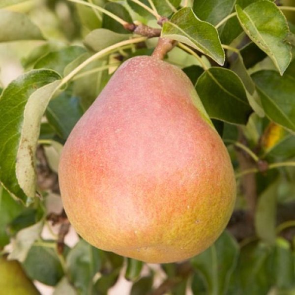 Pear 