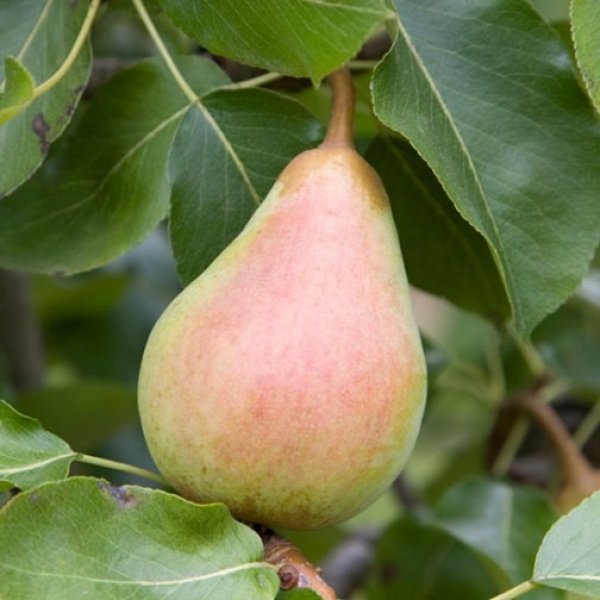 Pear " Beth  " Exotic 20 Fruit Seeds