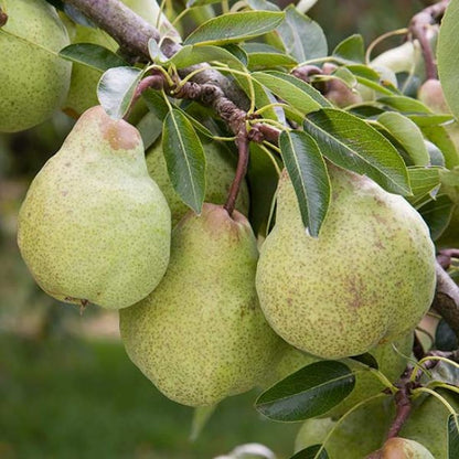 Pear " Triumph  " Exotic 20 Fruit Seeds
