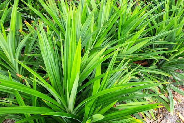 Rambha Cheera ( Pandanus amaryllifolius ) Medicinal Plant