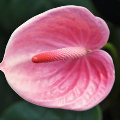 Anthurium Flower - Pink - Flower Plant