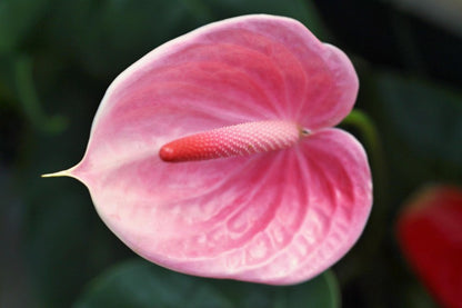 Anthurium Flower - Pink - Flower Plant
