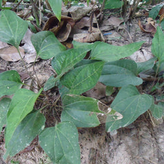 Arogyapacha ( Trichopus zeylanicus ) Medicinal Plant