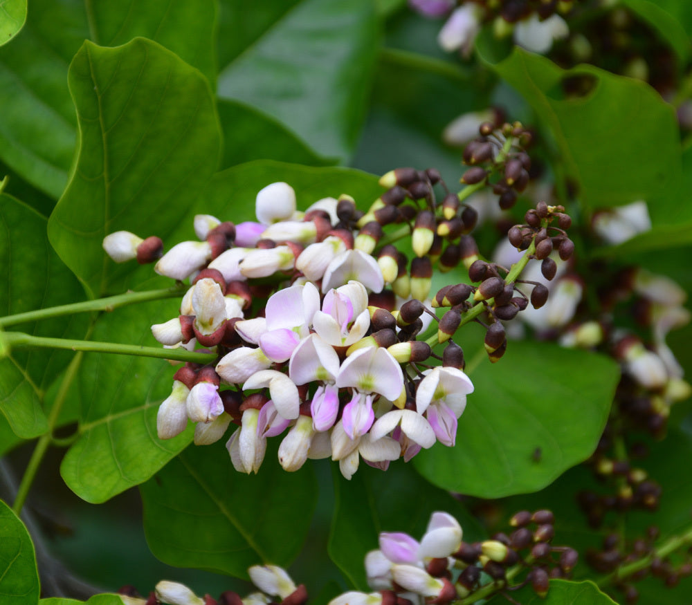 Ungu ( Pongamia Pinnata ) Medicinal Plant
