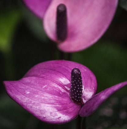 Anthurium Flower - Purple - Flower Plant