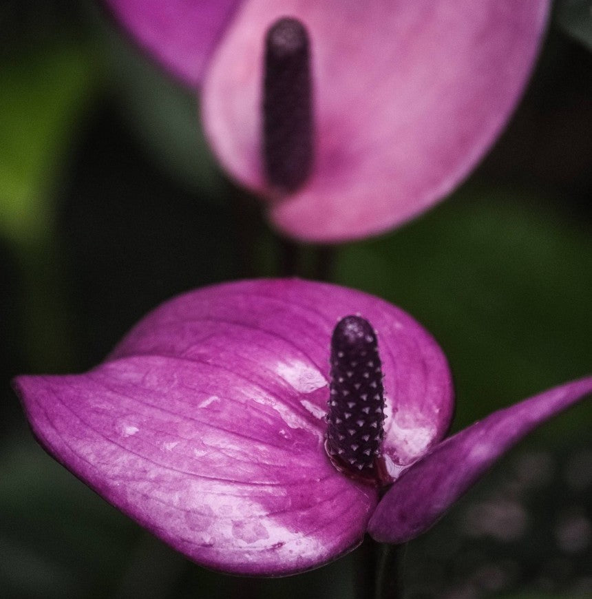 Anthurium Flower - Purple - Flower Plant
