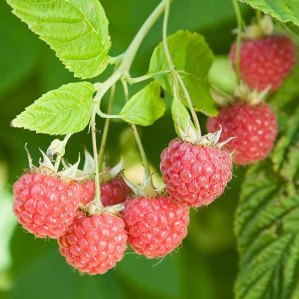 Exotic Raspberry Raspberry