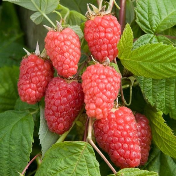 Exotic Raspberry Raspberry